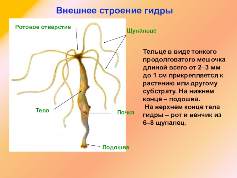 Рабочий кракен